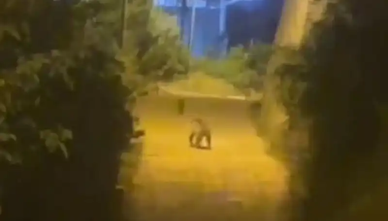 Gümüşhane'de Şehir Merkezine Ayı İnişi: Vatandaşlar Şaşkın!