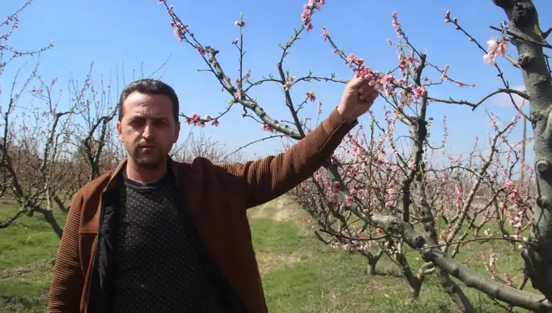 Don Olayı, Çiçek Açan Ağaçları Olumsuz Etkiledi: Tarımda Kaygı Var