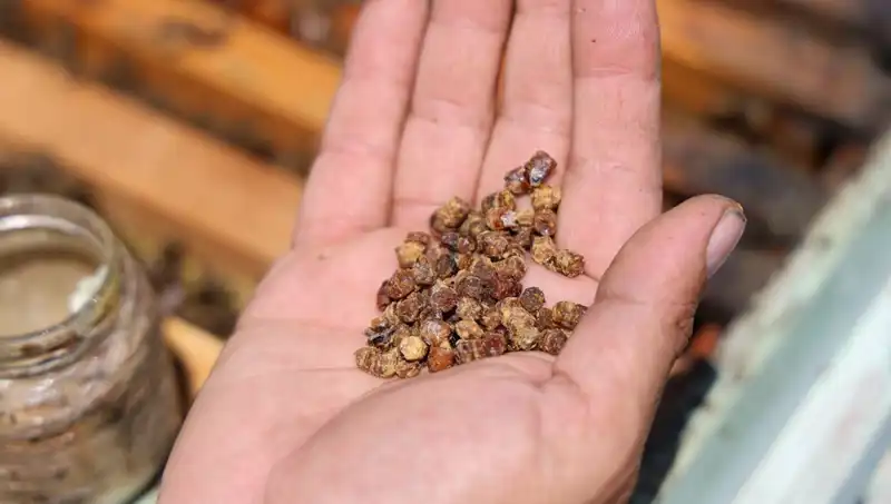 Eskiden Çöpe Gidiyordu, Şimdi Kilosu 3 Bin TL: Protein Zengini Besin