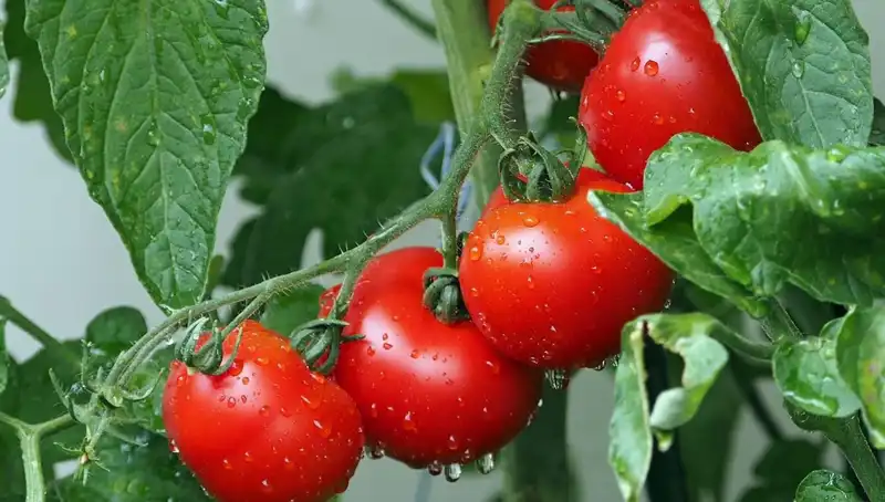 Domatesler, Milyonlarca Yıl Önceki Genetik Geçmişiyle İnsanları Şaşırttı