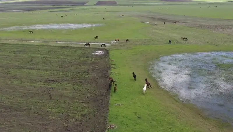 Kars'ın Eşsiz Doğasında Yılkı Atlarının Büyüleyici Dansı