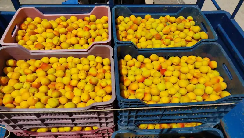 İlk Hasat Heyecanı: 500 TL'ye Satışa Sunulan Ürünler