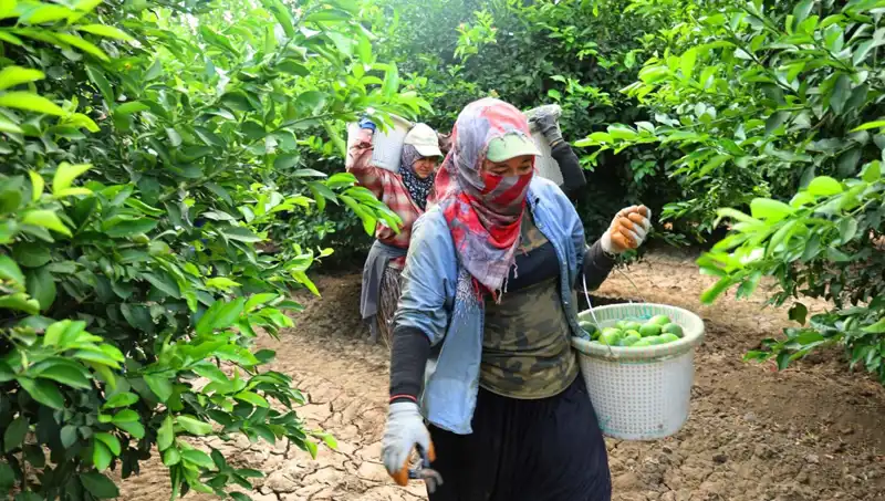 Türkiye’de Market Fiyatları Yükseliyor: Kilosu 150 Lirayı Aştı!