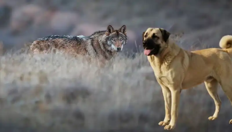 Kangal Köpeği, Kurt Popülasyonundaki Artışla Birlikte Neden Daha Fazla Talep Görüyor?