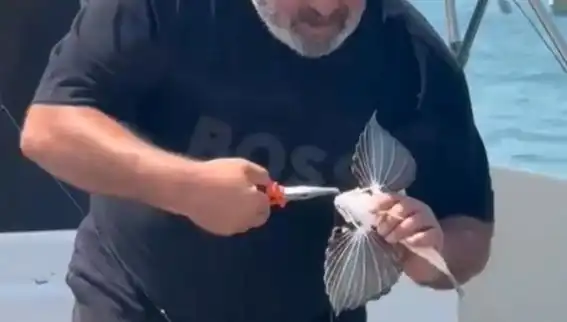 Saros'ta Nadir Görülen Kırlangıç Balığı Oltaya Takıldı, Balıkçılar Şaşkın!