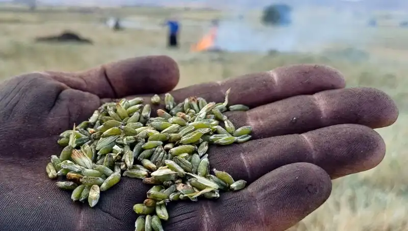 Firik Sezonu Başladı: Doğanın Lezzetleri Masalara Geliyor!