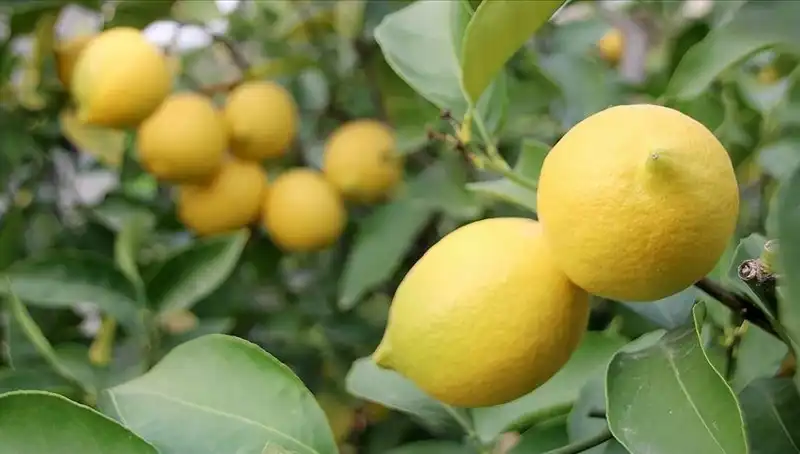 Limonun Fiyatı Zirveye Çıktı: Adedi 24 Lira!