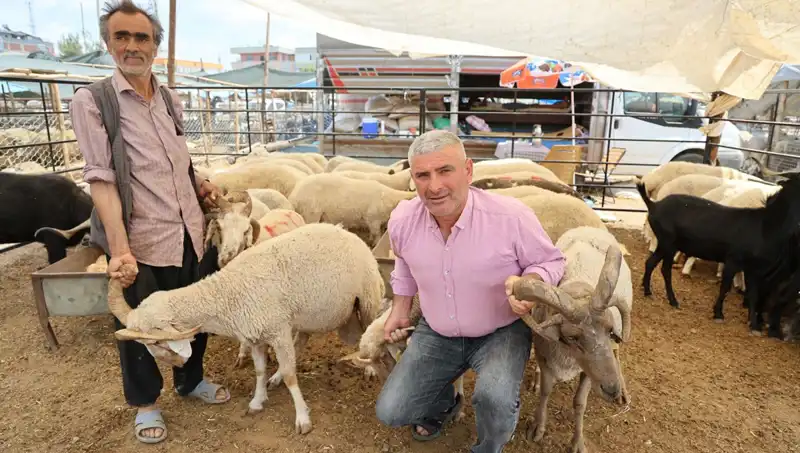 Kurban Pazarı 2023'ün Gözdesi: Dikkat Çeken 4 Boynuzlu Koçlar