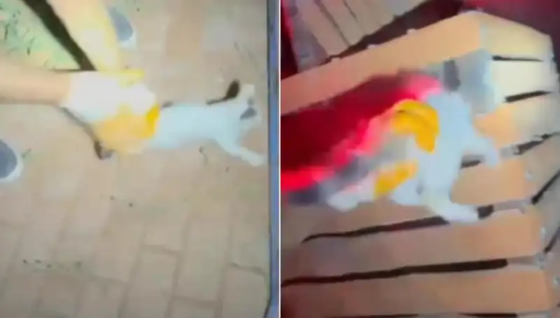 Gece Yarısı Gelen Çağrı: İtfaiye Kedi İçin Seferber Oldu