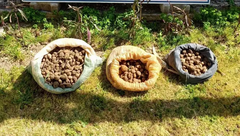 İlginç Olay: 10 Kilo Salep Toplarken Yakalandılar!