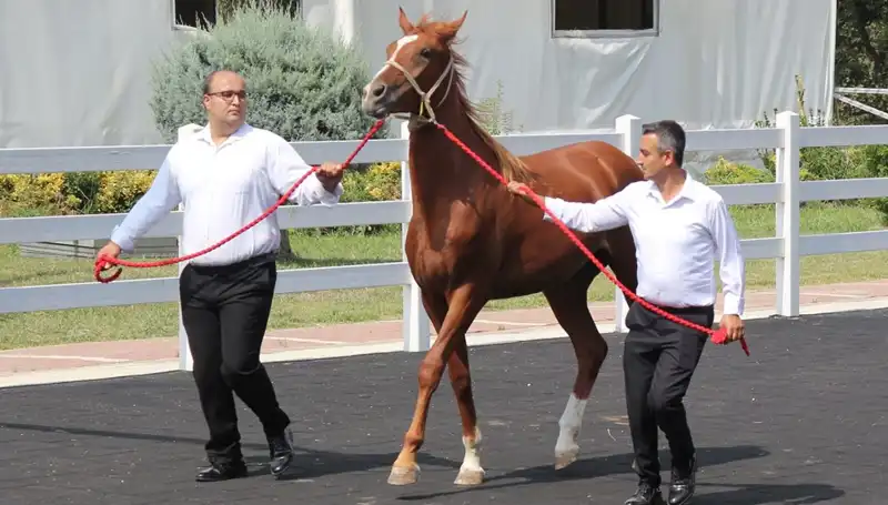 Taşkın Kral Rekor Kırarak Doğayı Yeniden Şekillendiriyor!