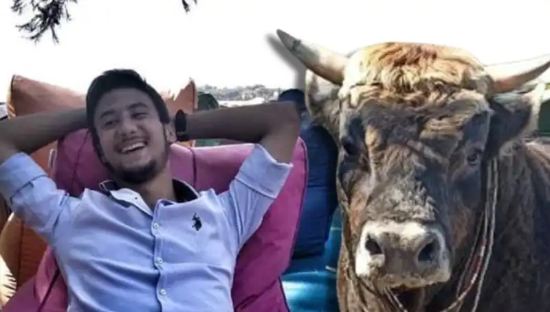 Aydın'da Güreş Boğası Salgını Can Almaya Devam Ediyor!