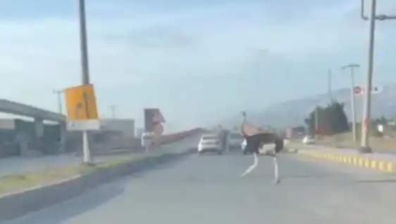 Trafikte Deve Kuşu Görüntüleri Şaşkınlık Yarattı: Neden Oradaydı?