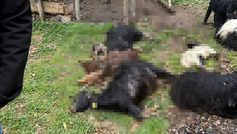 Sahipsiz Köpeklerin Saldırısında 18 Keçi Telef Oldu!