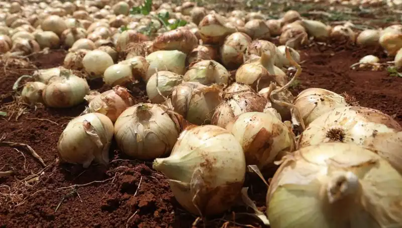 Hatay'da Soğan Hasadı Başladı: Çiftçiler Rekoltedeki Yükselişle Sevindi!
