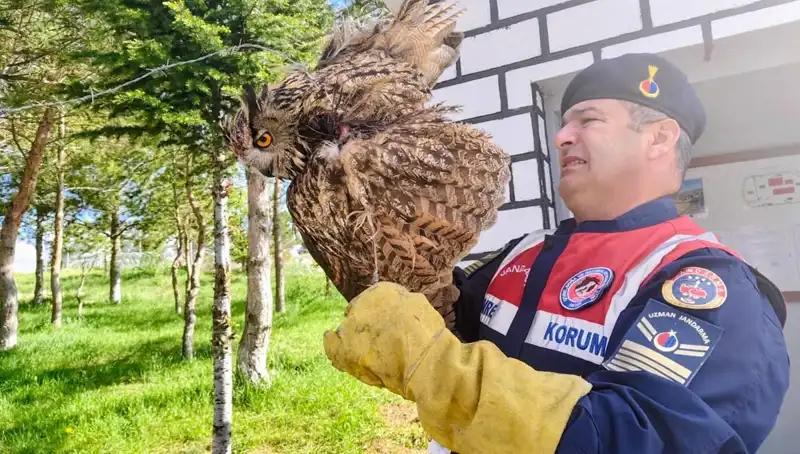 Dikenli Tellere Takılan Puhu: Şimdi Tedavi Altında Neler Oluyor?