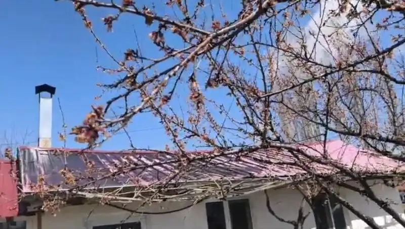Dondurucu Soğuk Kayısı Üretimini Tehlikeye Attı: Tarımda Kayıplar Büyüyor