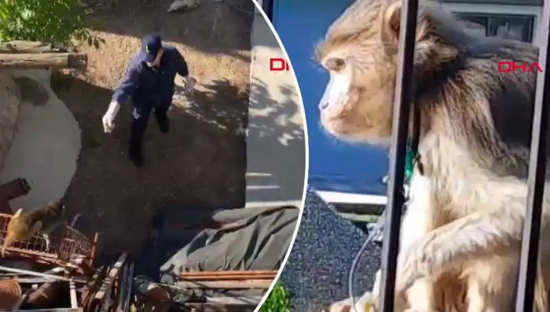 Muğla'da Şaşkına Çeviren Maymun Kovalamacası!